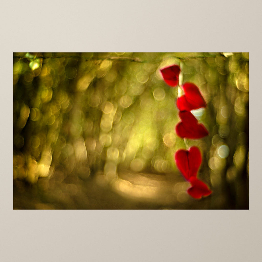Red Hearts – A garland of heart-shaped leaves turned crimson in the autumn light – photograph by Duccio Nacci