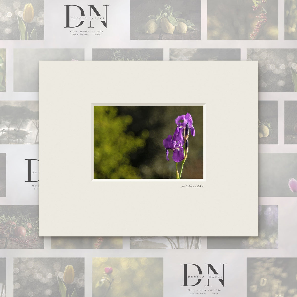 Iris pourpre royal – tirage d'art de Duccio Nacci, format 24×30, tirage avec passe-partout blanc
