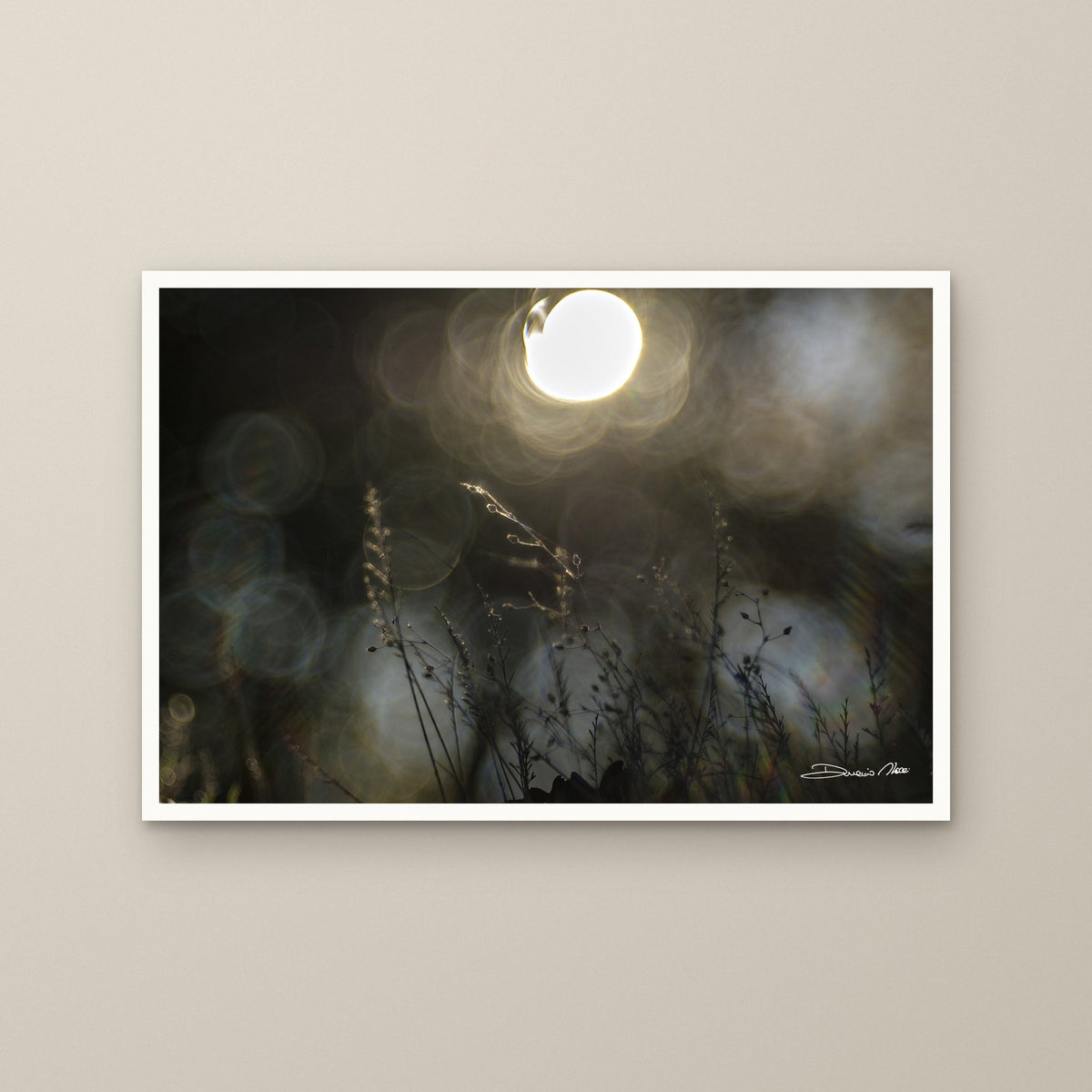 Sunlit Dandelion Gleam – fine art print by Duccio Nacci, size M/L/XL/XXL, print only