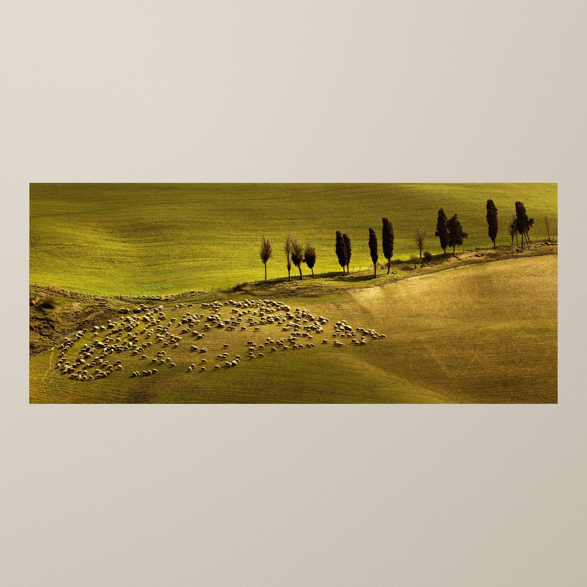 The Flock's Dance