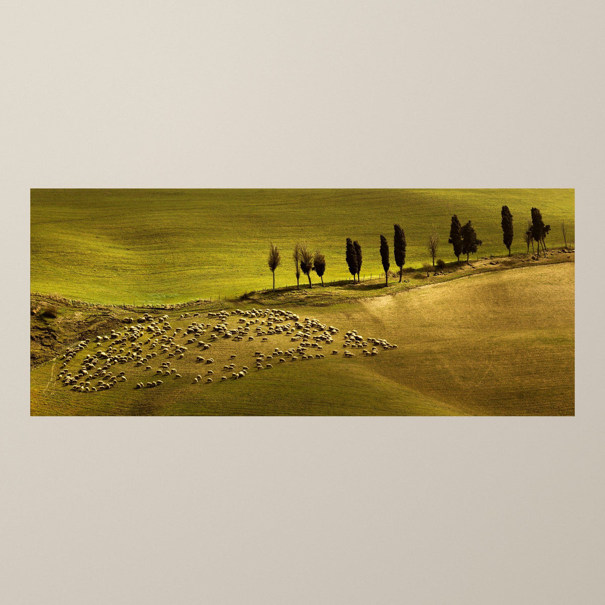 The Flock's Dance – A flock of sheep on the green and golden hills near Volterra at sunset – photograph by Duccio Nacci