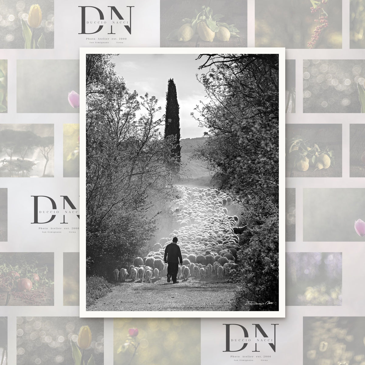 Le Chemin du troupeau – tirage d'art de Duccio Nacci, format L/XL/XXL, tirage seul