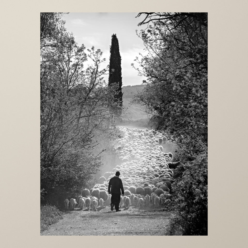 The Flock's Way – A shepherd leads his flock along a tree-lined path in the Tuscan countryside – photograph by Duccio Nacci