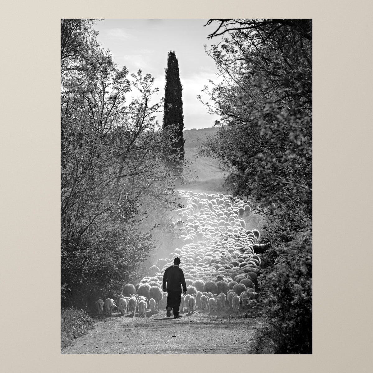 The Flock's Way – A shepherd leads his flock along a tree-lined path in the Tuscan countryside – photograph by Duccio Nacci