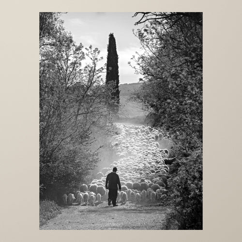 The Flock's Way – A shepherd leads his flock along a tree-lined path in the Tuscan countryside – photograph by Duccio Nacci