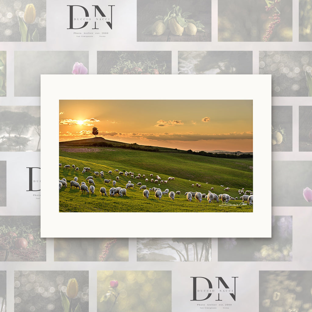 The Pasture at Sunset