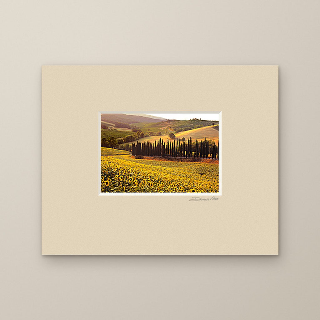 The Sunflowers of Chianti – fine art print by Duccio Nacci, size 24×30, print with white mat
