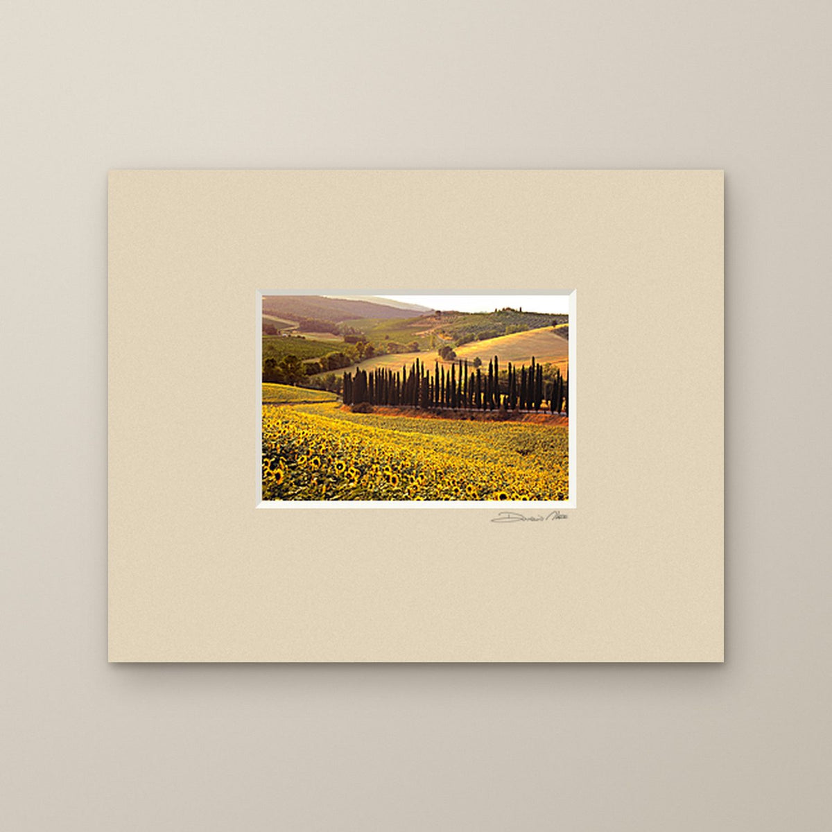 The Sunflowers of Chianti – fine art print by Duccio Nacci, size 24×30, print with white mat