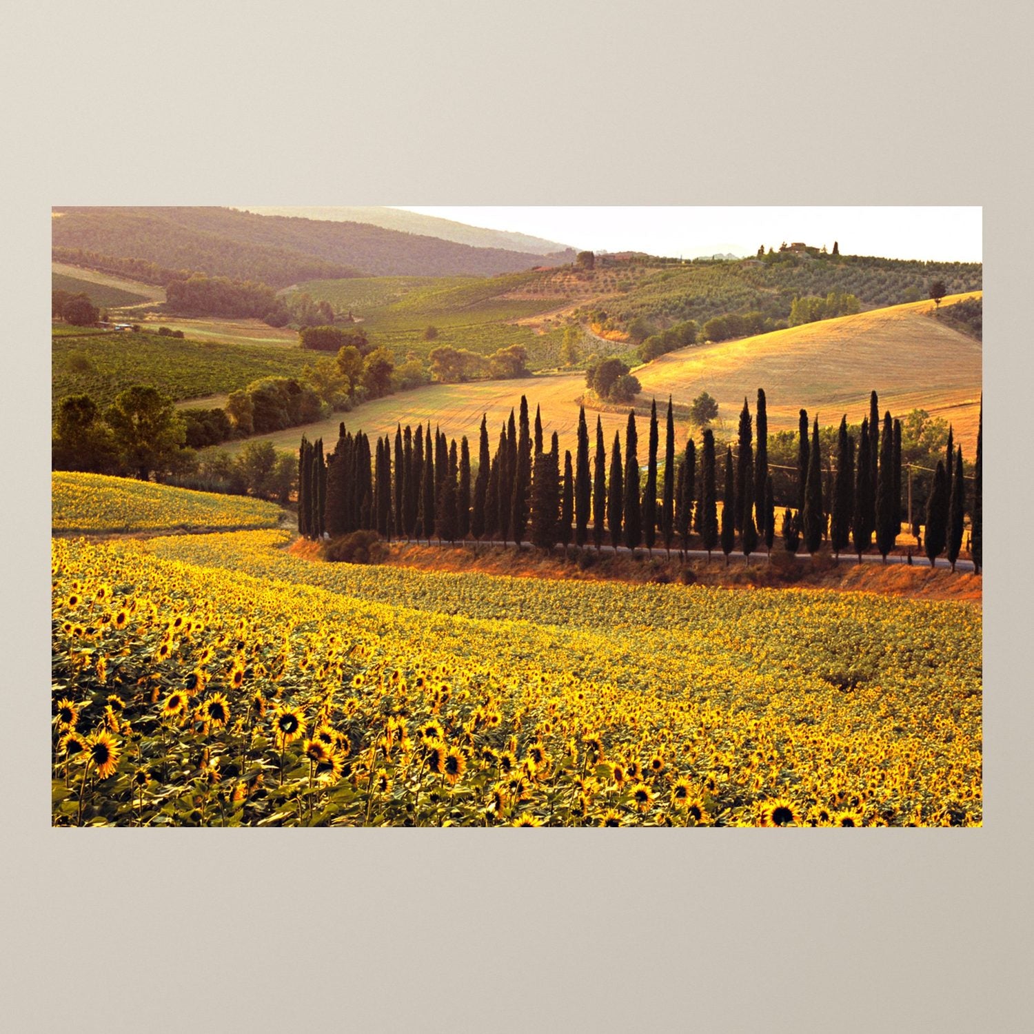 The Sunflowers of Chianti