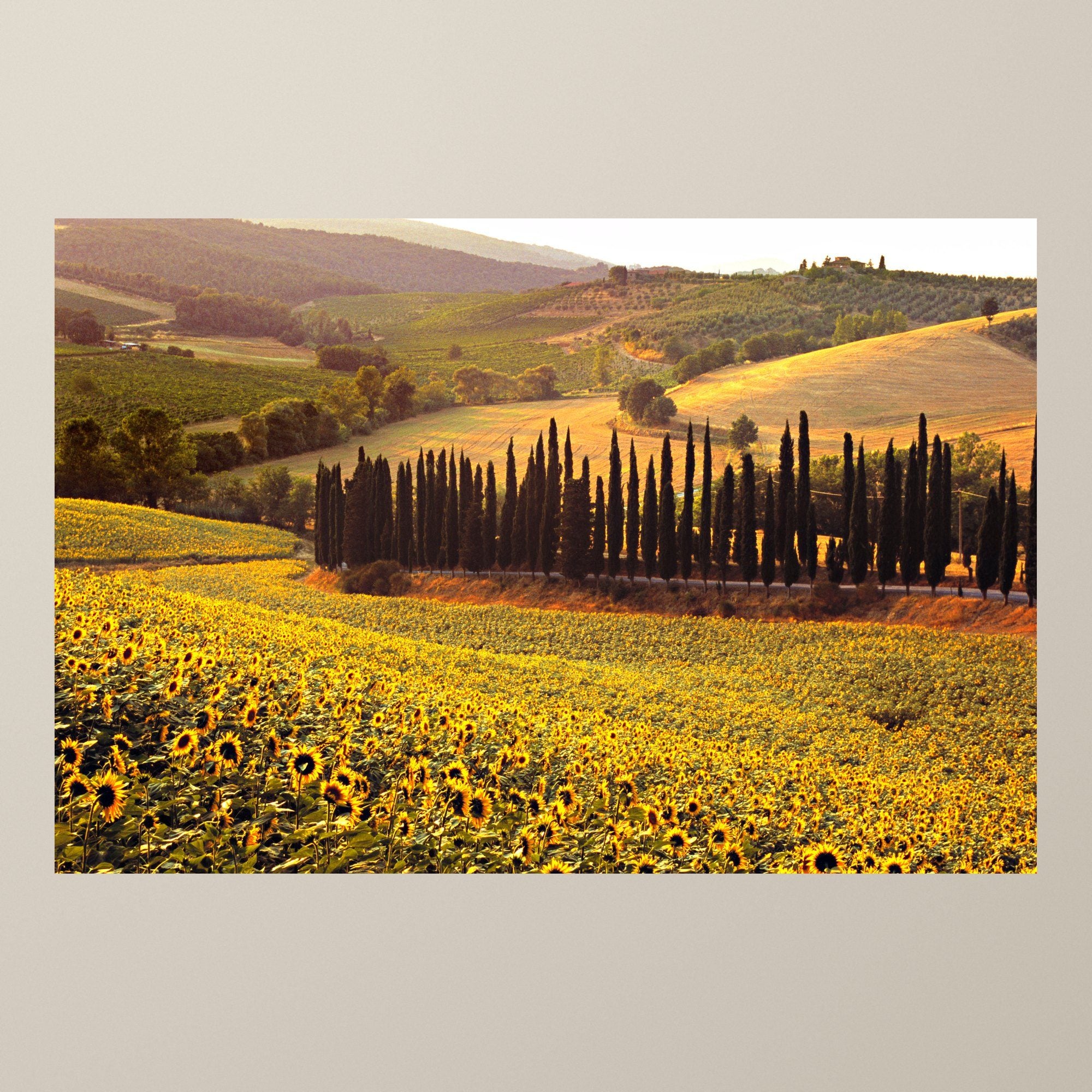 The Sunflowers of Chianti