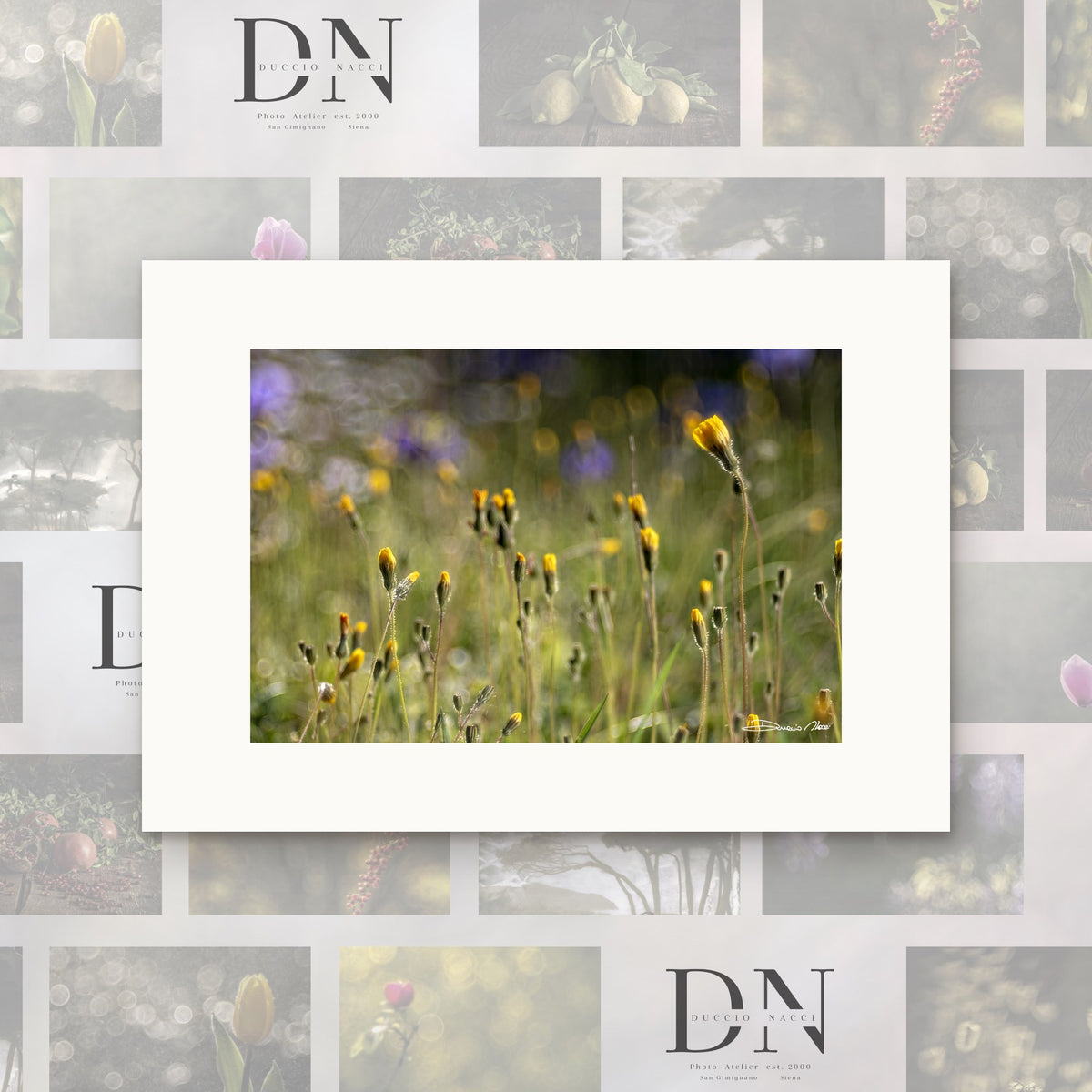 Yellow Daisy Rising – fine art print by Duccio Nacci, size XS, print only on A2 paper (42 × 59.4 cm)