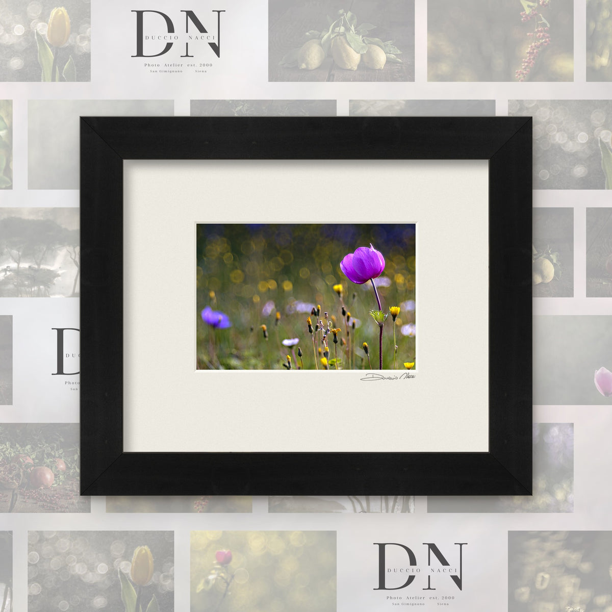 Tuscan Dawn Anemone - Duccio Nacci