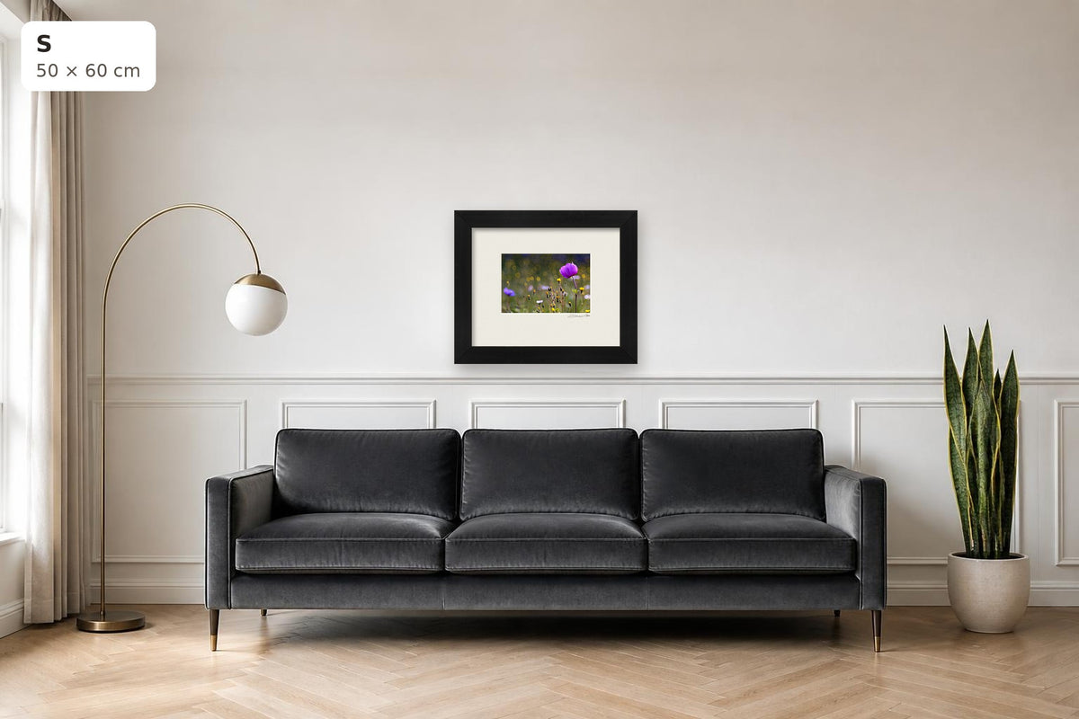 Tuscan Dawn Anemone - Duccio Nacci