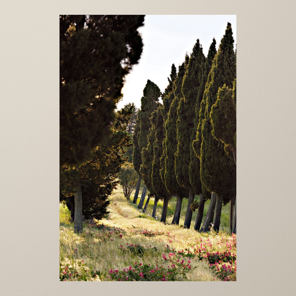 Tuscan Path - Duccio Nacci