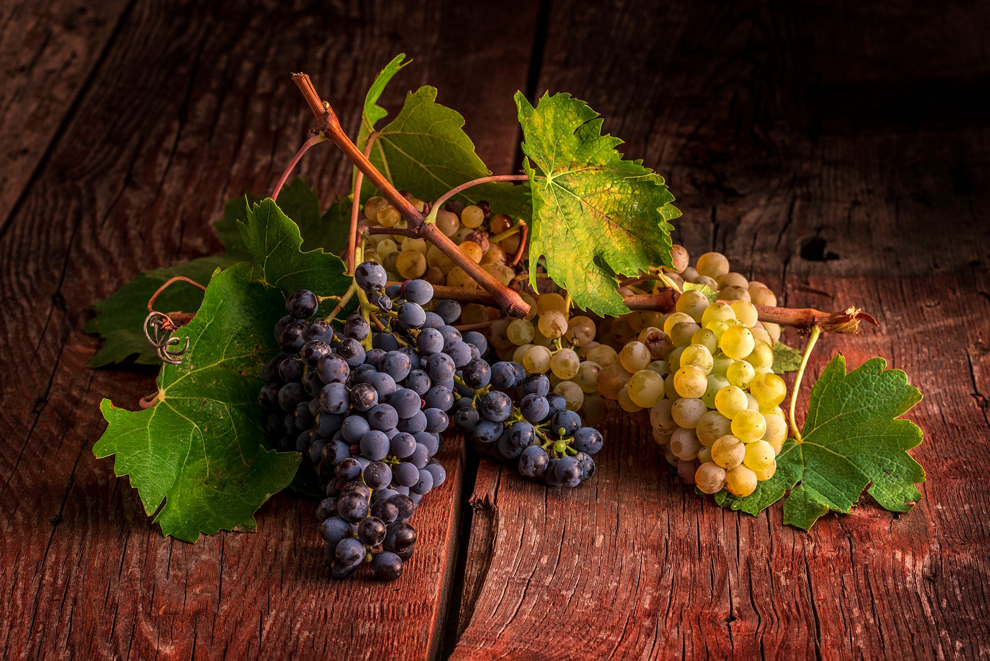 Symphony of Grapes - Duccio Nacci