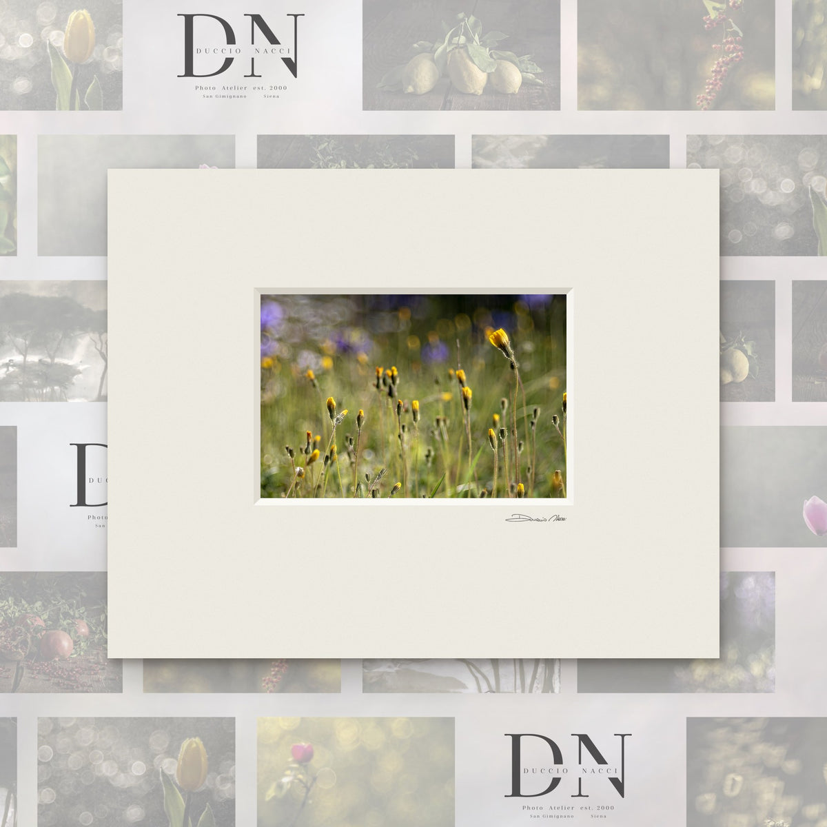 Éveil d'une marguerite jaune – tirage d'art de Duccio Nacci, format 24×30, tirage avec passe-partout blanc