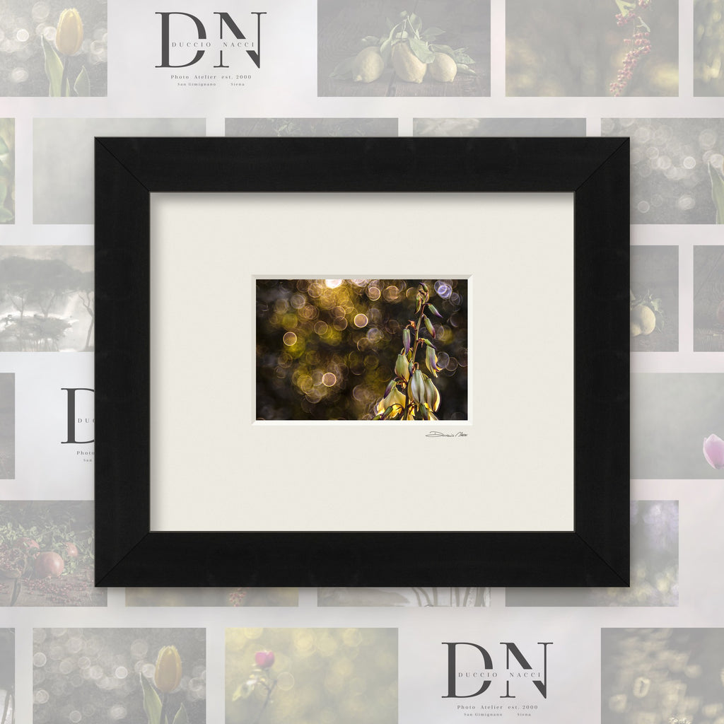 Yucca Circle of Dawn – fine art print by Duccio Nacci, size 24×30, with black frame and white mat