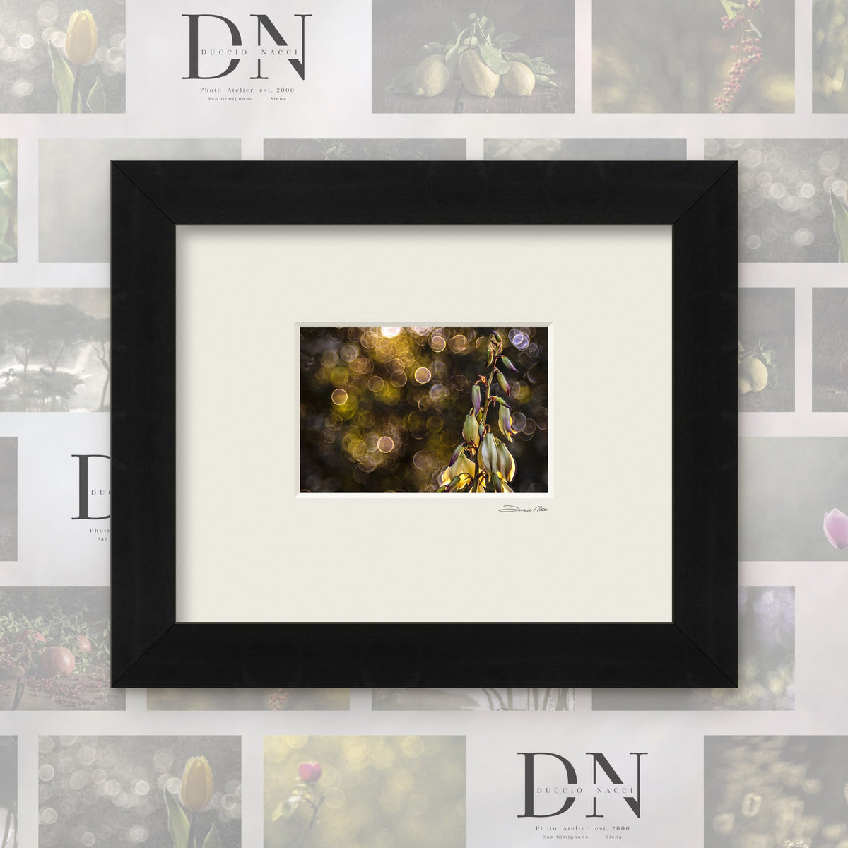Yucca Circle of Dawn – fine art print by Duccio Nacci, size 24×30, with black frame and white mat
