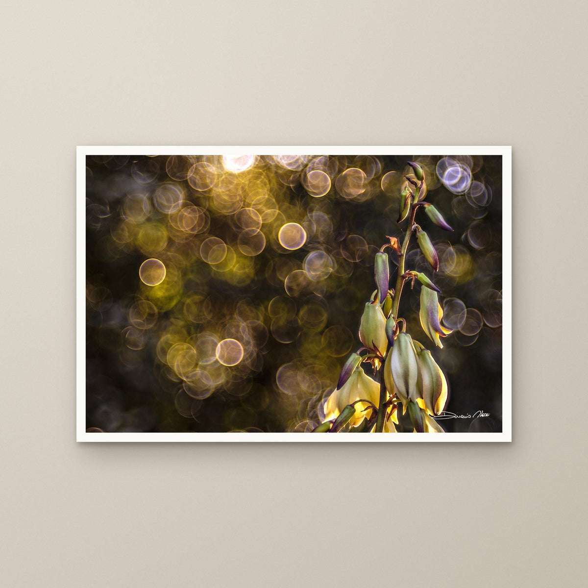 Yucca Circle of Dawn – fine art print by Duccio Nacci, size M/L/XL/XXL, print only
