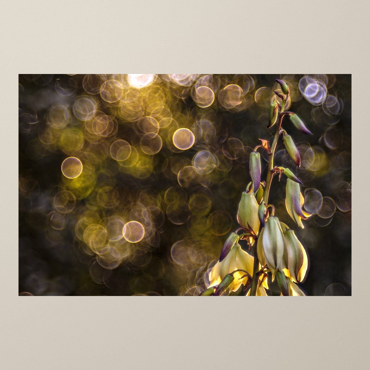Yucca Circle of Dawn – White-and-green yucca buds catching the last sunbeams before honeyed bokeh – photograph by Duccio Nacci